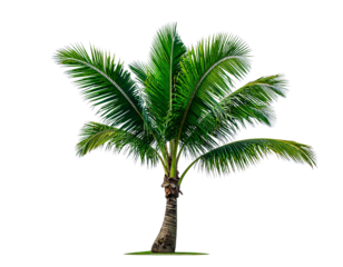 Young palm tree 