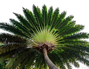 Young palm tree 