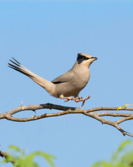 Grey male Hypocolius landing on a acacia tree, Bahrain