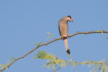 Grey male Hypocolius perched on acacia tree, Bahrain