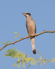 Grey male Hypocolius perched on acacia tree, Bahrain