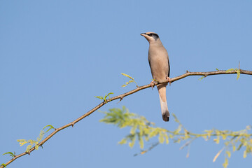 Grey male Hypocolius perched on acacia tree, Bahrain