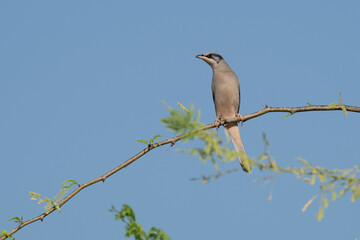Grey male Hypocolius perched on acacia tree, Bahrain