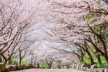 満開を迎えた桜坂