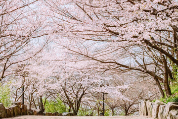 満開を迎えた桜並木