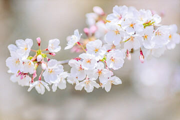 ソメイヨシノのクローズアップ