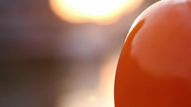 Close up of a ripe, orange persimmon with morning dew droplets
