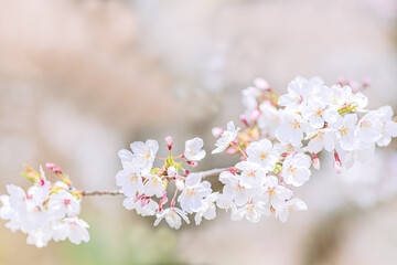 	染井吉野のクローズアップ｜ボケ背景