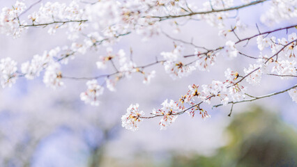 	染井吉野のクローズアップ｜16:9