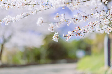 	満開を迎えた染井吉野