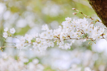 桜の花のアップ｜ボケ背景