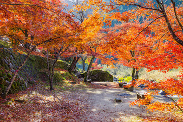 紅葉に染まった香嵐渓（愛知県豊田市足助町）