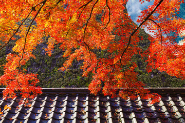 紅葉が綺麗な香嵐渓の風景（愛知県豊田市足助町）