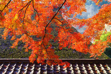紅葉が綺麗な香嵐渓の風景（愛知県豊田市足助町）