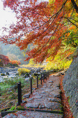 紅葉に染まった香嵐渓の散策路（愛知県豊田市足助町）