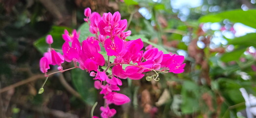 A small pink flower. The Pink Mexican Creeper or Bee Bush has five sparse petals and yellow stamens to attract insects. Vines are light green and have tendrils help grip trees. Trees planted outdoors
