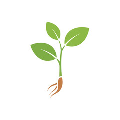 Green plant sprout with roots, new growth and nature concept