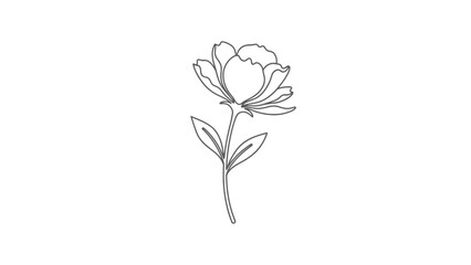 Delicate outline of a blooming flower with stem and leaves, isolated white background