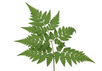Green fern leaf isolated on white background