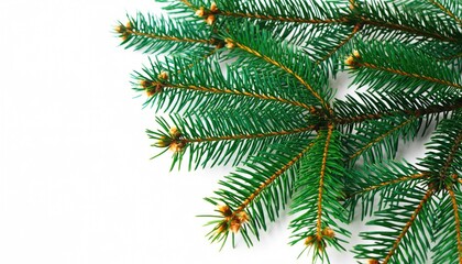 Close-up of vibrant green Christmas tree branches on white background.
