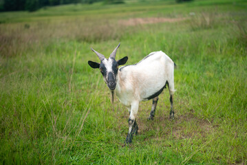 white goat on a meadow