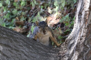 Squirrel in Park