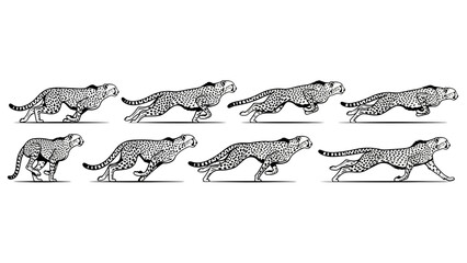 Graphic illustration showing a cheetah in motion at different stages isolated over white