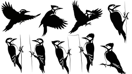 Obraz premium Elegant Black and White Silhouette Collection of Woodpecker Birds in Various Poses