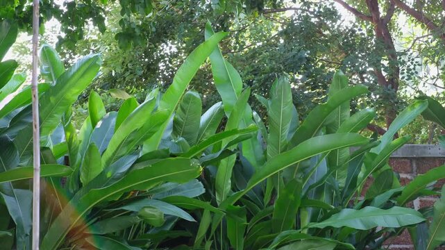 Slow-motion leaves swaying gently in the breeze beneath a shady tree&mdash;calm, lush, and serene nature. 
