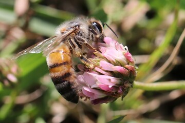 Bee Macro