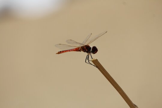 dragonfly on a branch