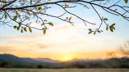 Soft dawn sky sunrise tree branch leaf horizon mountain tranquil morning nature landscape golden