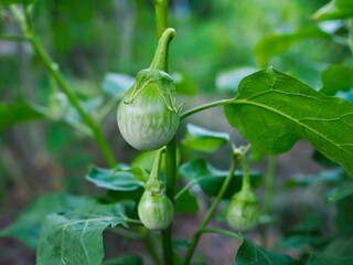 The eggplant is on the eggplant tree. It is a vegetable that I grow myself naturally.