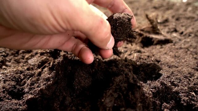 arable soil in hands of responsible farmer, close up. farmer's hand holding soil from the ground to examining soil quality and fertility. close-up of a farmer's holding soil with hand.
