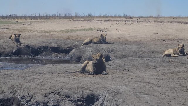 Dirty lions at a small waterpool in Etosha National Park Namibia