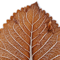 Brown Dry Fallen Autumn Leaf on White Background