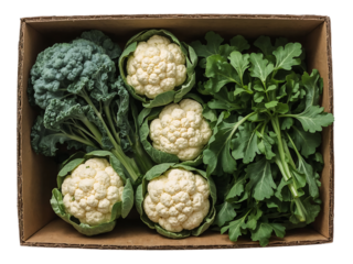 Deep cardboard box filled with three whole cauliflower heads nested in a bed of loose fresh leafy green vegetables top view PNG isolated on transparent background
