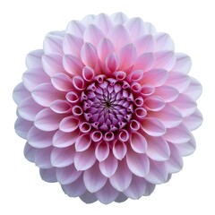 Elegant Dahlia: An overhead view captures the intricate beauty of a perfect dahlia bloom. Petals gracefully unfold, displaying a gradient of delicate hues