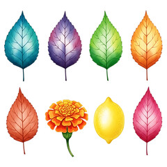 Obraz premium Colorful autumn leaves, marigold flower, and lemon isolated on transparent background