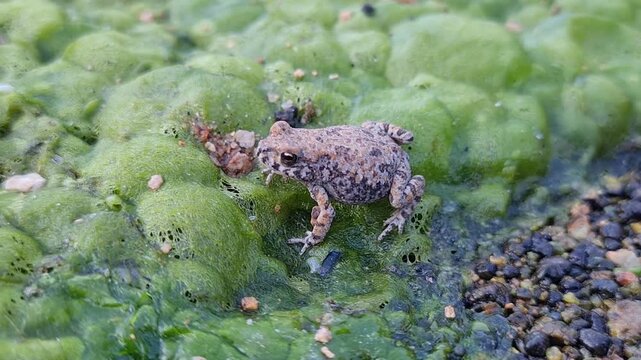 Natterjack toad around The White Lady rock painting, Namibia