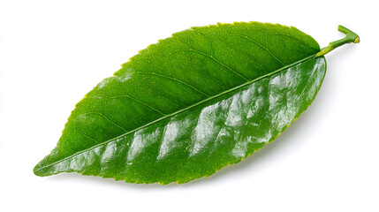 A single, vibrant green leaf with visible veins and a short stem on a white background