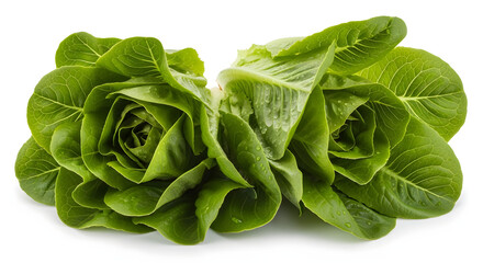 Fresh Green Lettuce Heads for Healthy Eating.