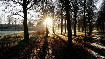 Fototapeta premium Sunlight Piercing Through Trees Creating Shadows During Golden Hour in a Forest