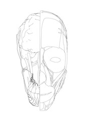 Anatomical drawing of a human head revealing the detailed structure of the brain and surrounding musculature on a clean white background.