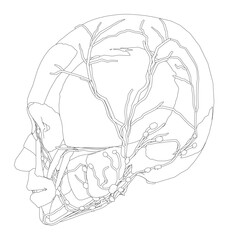 Human skull anatomical drawing showing detailed brain structure and facial muscles. Medical illustration for educational or scientific use.