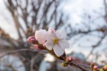 美しい桜の花