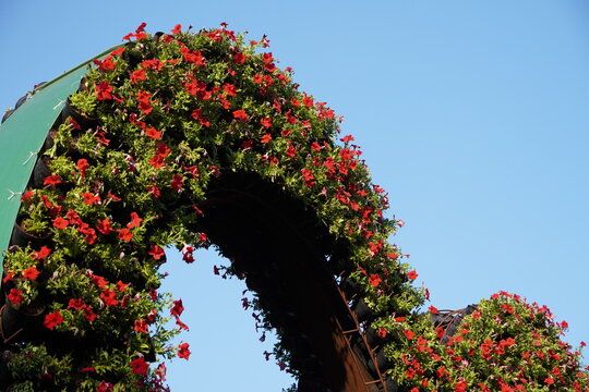 An archway structure covered in numerous small, red flowering plants.