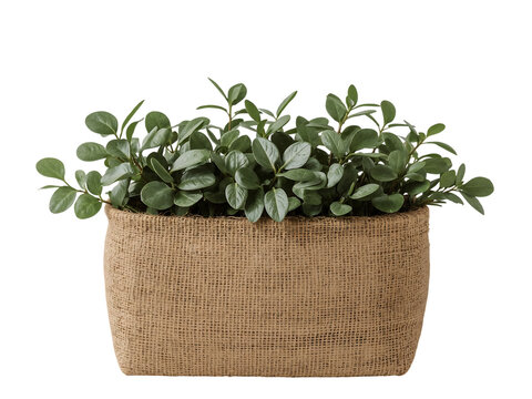 Round jute basket lined with hessian cloth and filled with colorful mini squash pumpkins and fresh rosemary herb top view PNG isolated on transparent background