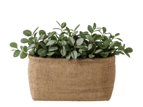 Round jute basket lined with hessian cloth and filled with colorful mini squash pumpkins and fresh rosemary herb top view PNG isolated on transparent background