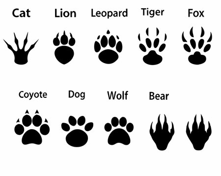Collection of animal paw prints and footprints with labels